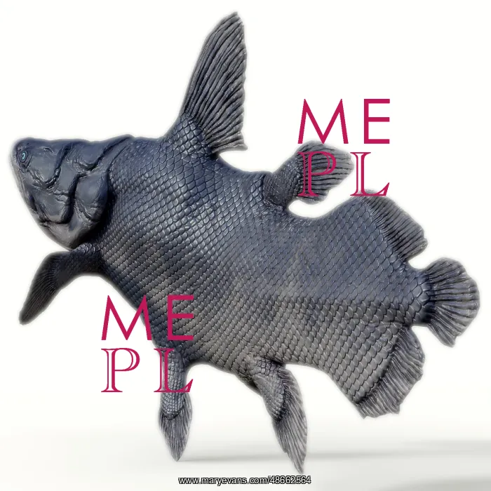 : Mawsonia fish : Mawsonia fish