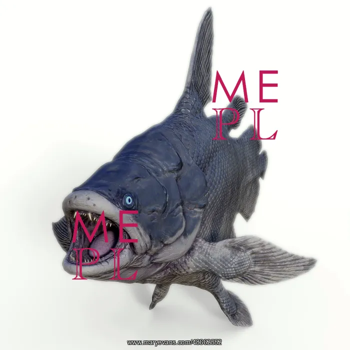 : Mawsonia fish, white background : Mawsonia fish, white background