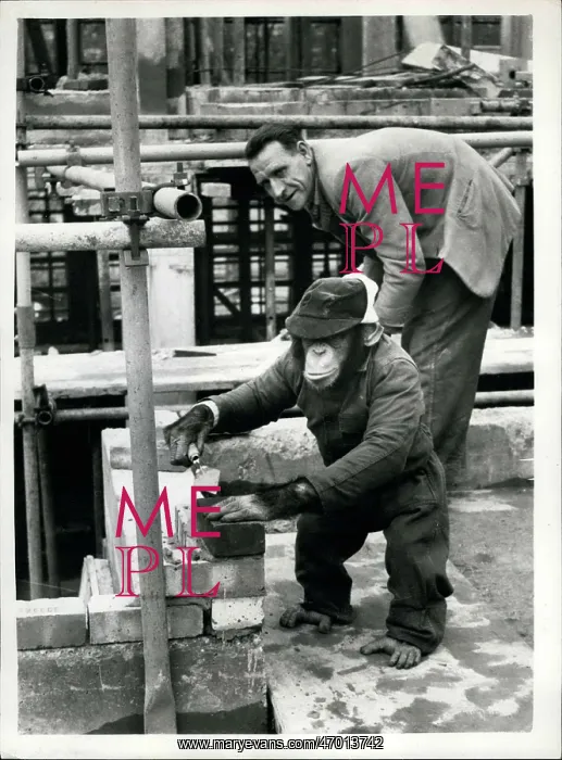 : Maxie, the bricklaying chimpanzee : Maxie, the bricklaying chimpanzee