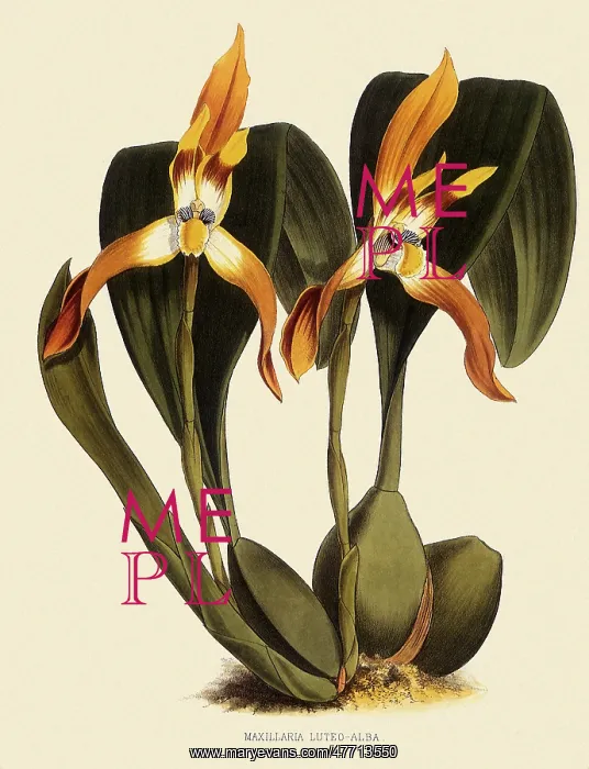 : Maxillaria Luteoalba : Maxillaria Luteoalba