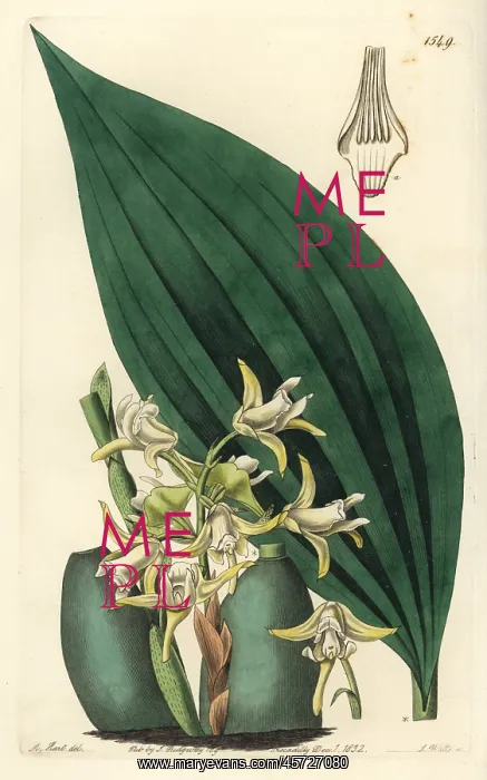 : Maxillaria palmifolia orchid : Maxillaria palmifolia orchid
