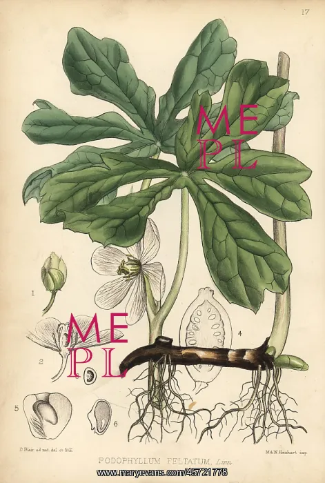 : May apple, mandrake or wild lemon, Podophyllum peltatum : May apple, mandrake or wild lemon, Podophyllum peltatum