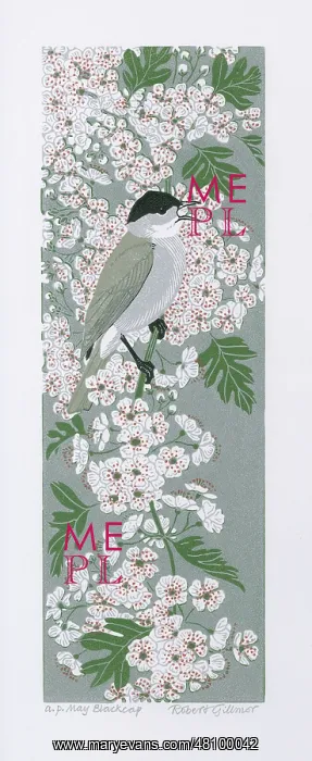 : May Blackcap on blossom : May Blackcap on blossom