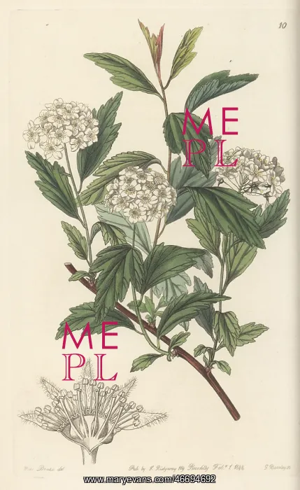 : May bush, Spiraea cantoniensis : May bush, Spiraea cantoniensis