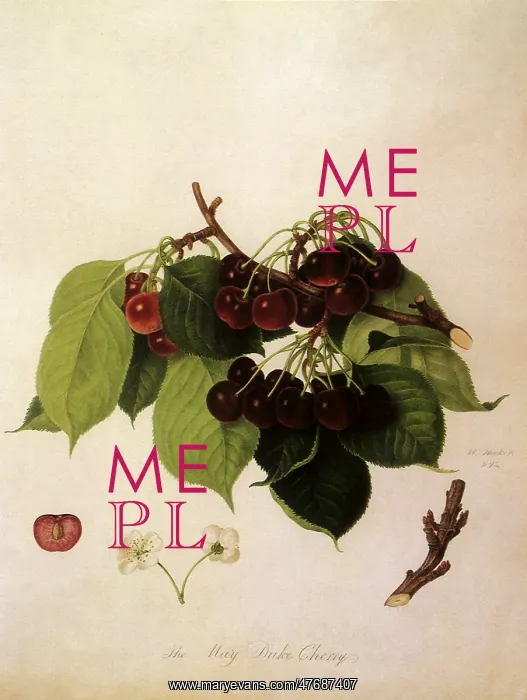  : May Duke Cherries