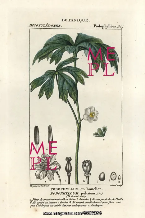 : Mayapple, Podophyllum peltatum : Mayapple, Podophyllum peltatum