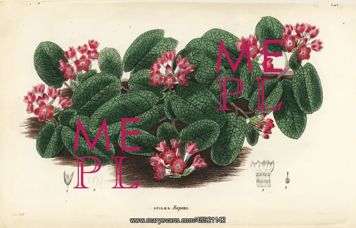 : Mayflower or trailing arbutus, Epigaea repens : Mayflower or trailing arbutus, Epigaea repens
