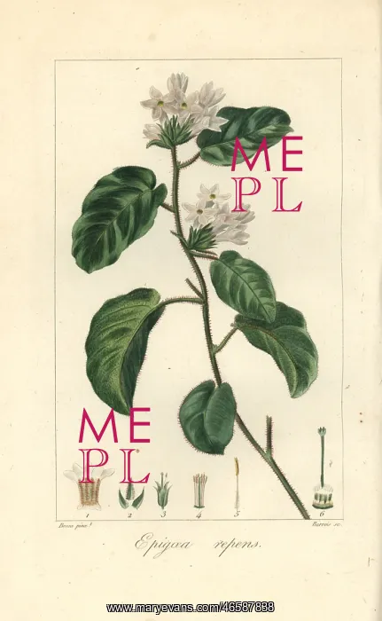 : Mayflower or trailing arbutus, Epigaea repens : Mayflower or trailing arbutus, Epigaea repens