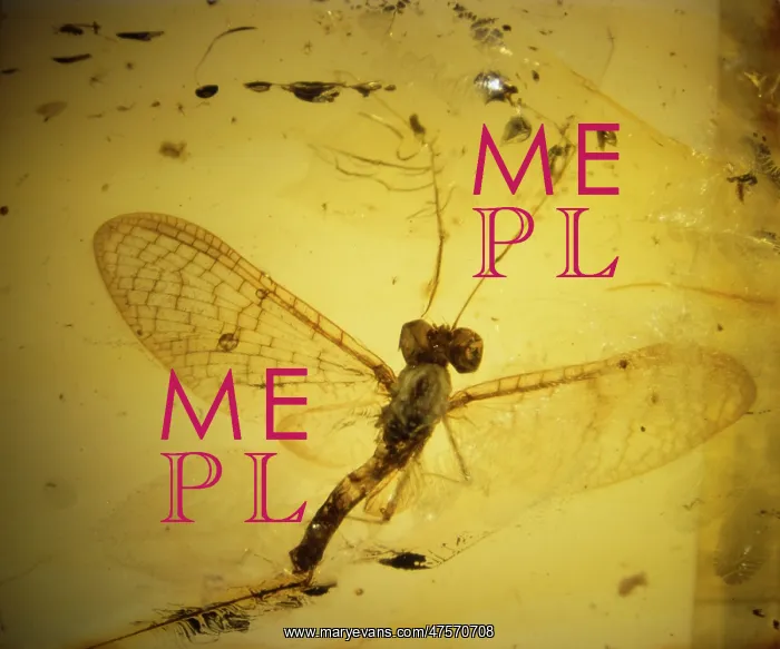 : Mayfly in Baltic amber : Mayfly in Baltic amber