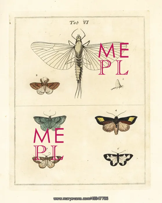 : Mayfly magnified, with various moths : Mayfly magnified, with various moths