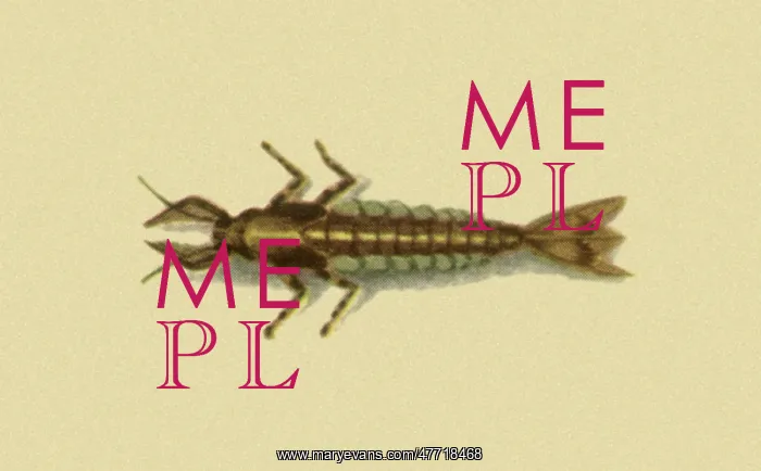 : Mayfly Nymph : Mayfly Nymph