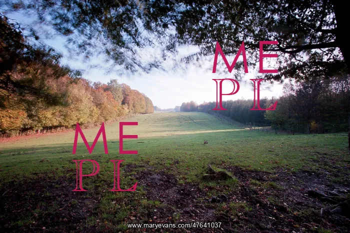 : Meadow between the Bois de Putiere & Bois de Rappes : Meadow between the Bois de Putiere & Bois de Rappes