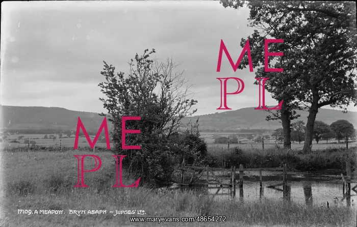 : A Meadow at Bryn Asaph : A Meadow at Bryn Asaph