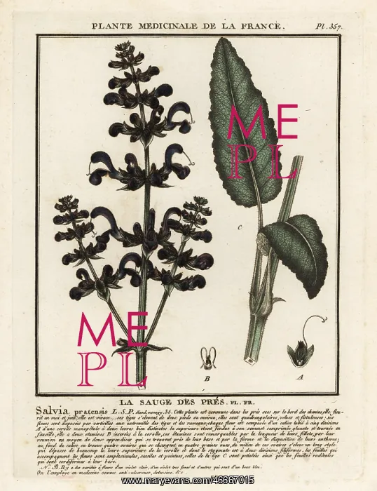 : Meadow clary, Salvia pratensis : Meadow clary, Salvia pratensis
