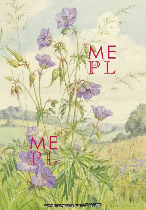  : Meadow Cranesbill growing in a landscape