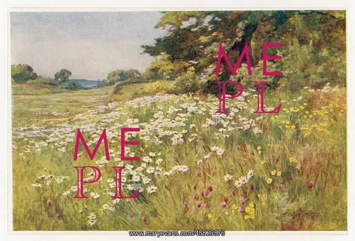  : MEADOW WITH DAISIES