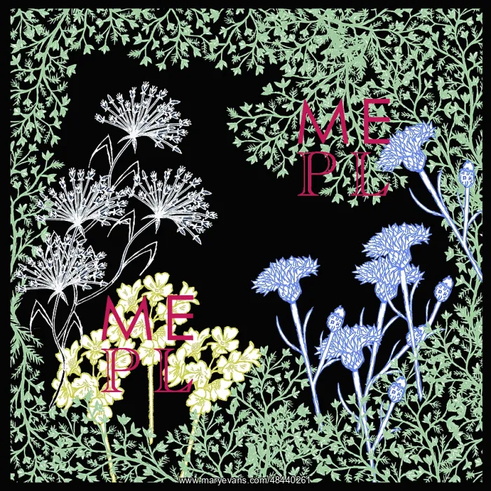 : Meadow flowers : Meadow flowers