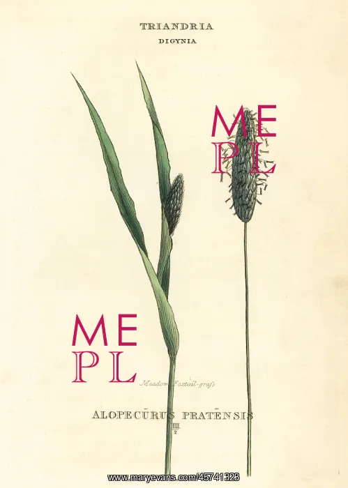 : Meadow foxtail grass, Alopecurus pratensis : Meadow foxtail grass, Alopecurus pratensis