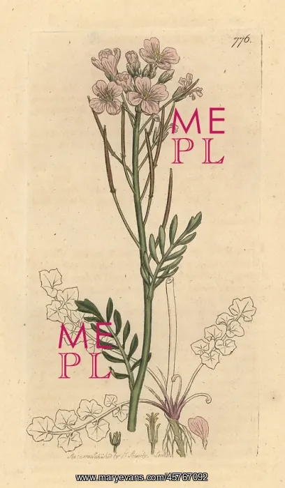 : Meadow ladies smock, Cardamine pratensis : Meadow ladies smock, Cardamine pratensis