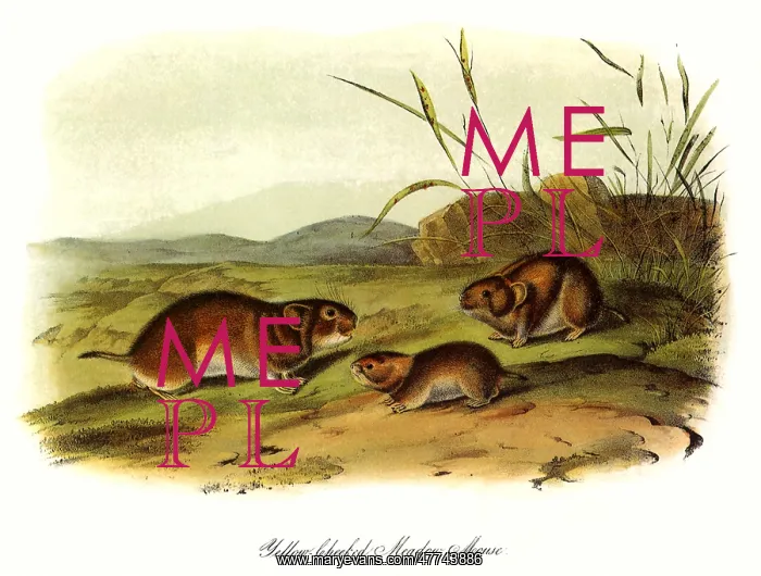  : Meadow Mice