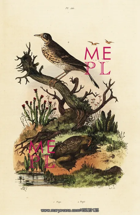 : Meadow pipit and Suriname toad : Meadow pipit and Suriname toad