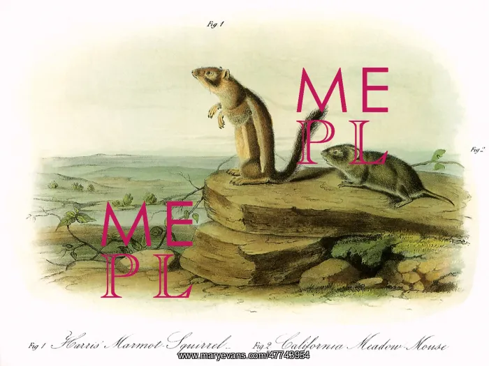 : Meadow Rodents : Meadow Rodents
