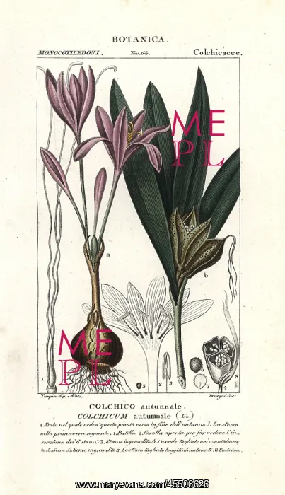 : Meadow saffron, Colchicum autumnale : Meadow saffron, Colchicum autumnale