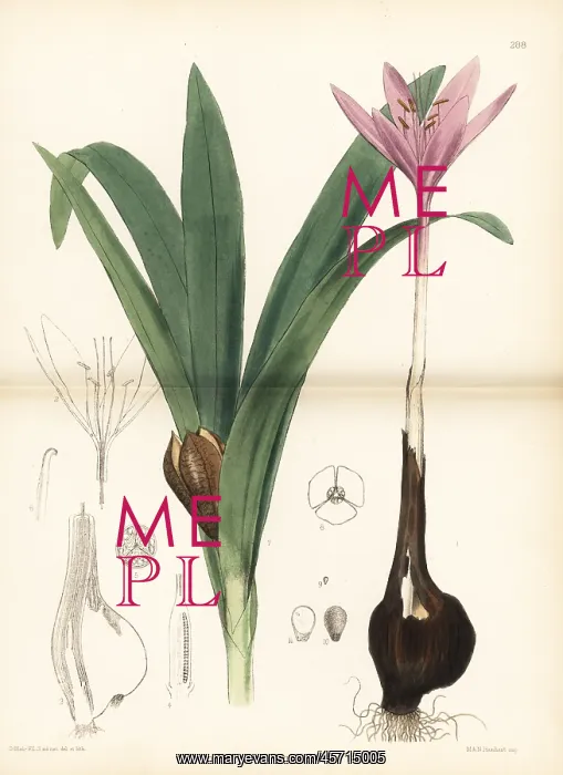 : Meadow saffron, Colchicum autumnale : Meadow saffron, Colchicum autumnale