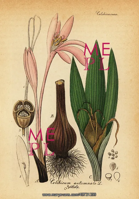 : Meadow saffron, Colchicum autumnale : Meadow saffron, Colchicum autumnale