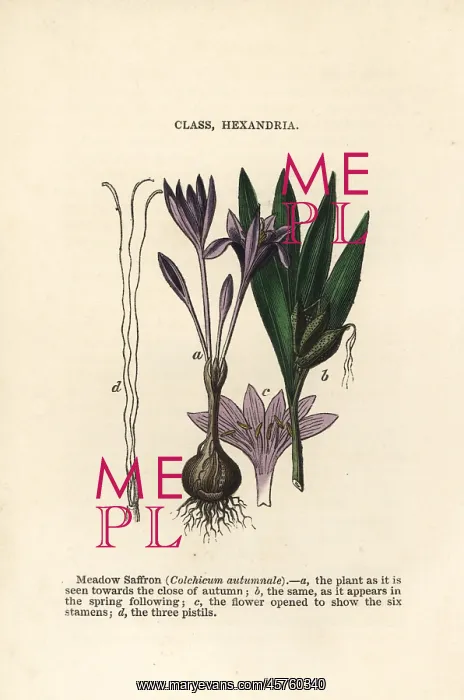 : Meadow saffron, Colchicum autumnale : Meadow saffron, Colchicum autumnale