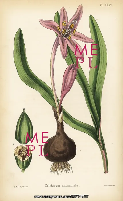 : Meadow saffron, Colchicum autumnale : Meadow saffron, Colchicum autumnale