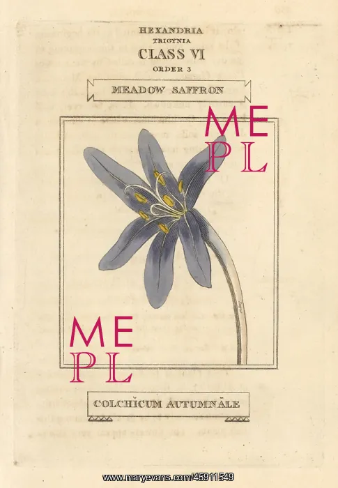 : Meadow saffron, Colchicum autumnale : Meadow saffron, Colchicum autumnale