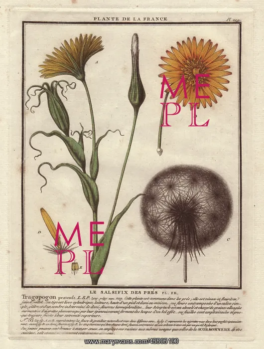 : Meadow Salsify, Tragopogon pratensis : Meadow Salsify, Tragopogon pratensis