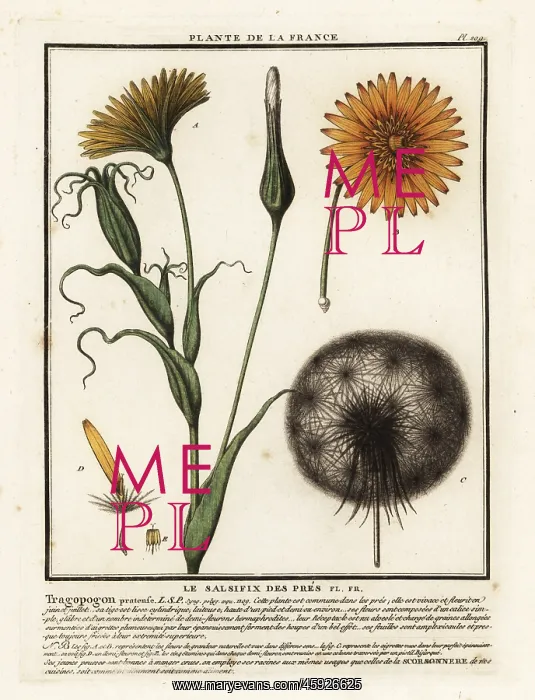: Meadow salsify, Tragopogon pratensis : Meadow salsify, Tragopogon pratensis