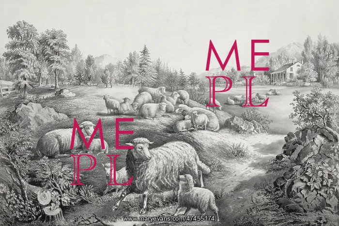 : The meadow in springtime: the twin lambs : The meadow in springtime: the twin lambs