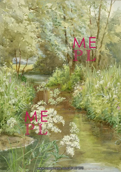  : Meadow-sweet (Spiraea Ulmaria) in river setting