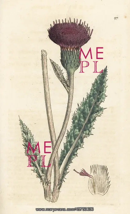  : Meadow thistle, Cirsium dissectum