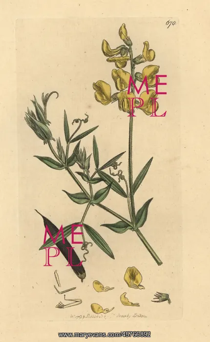 : Meadow vetchling, Lathyrus pratensis : Meadow vetchling, Lathyrus pratensis