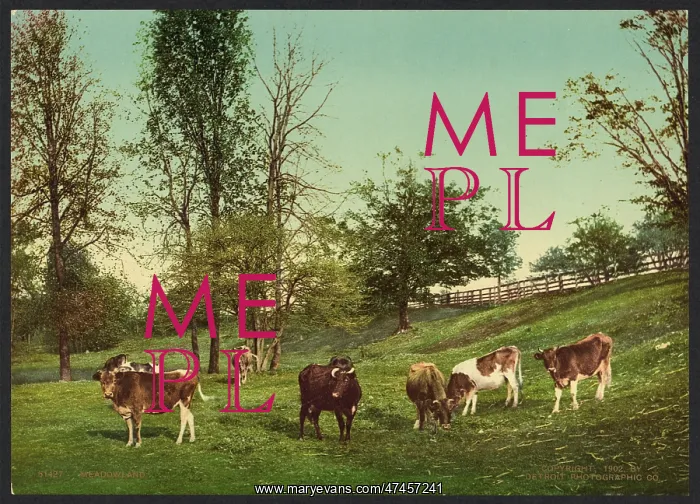  : Meadowland