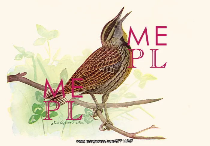  : Meadowlark