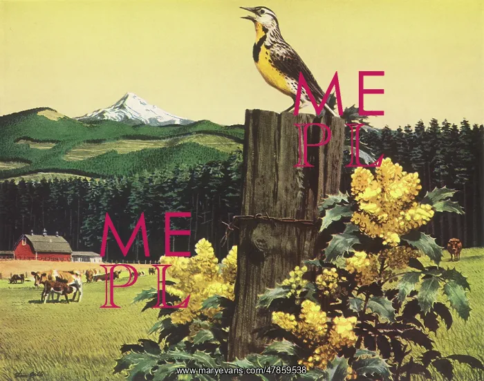  : Meadowlark in Valley