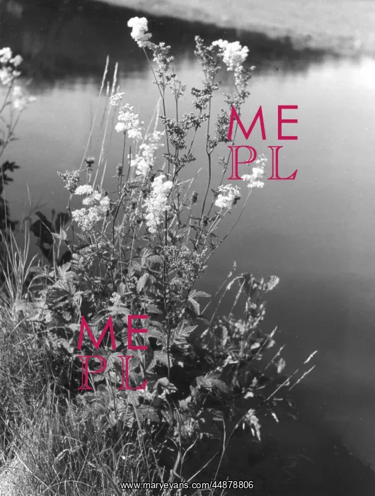 : MEADOWSWEET : MEADOWSWEET