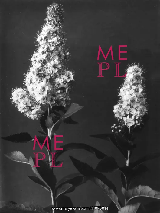 : MEADOWSWEET : MEADOWSWEET
