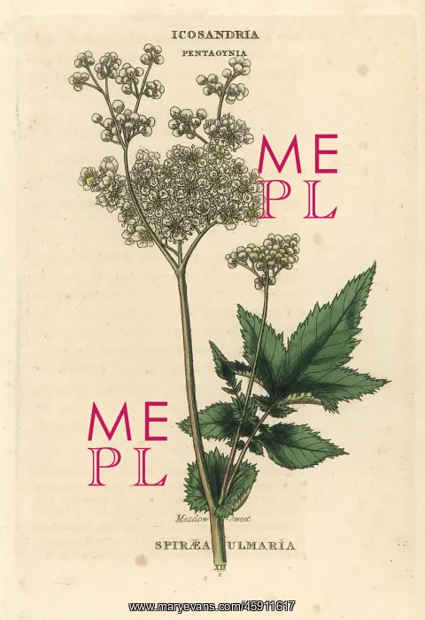 : Meadowsweet, Filipendula ulmaria : Meadowsweet, Filipendula ulmaria