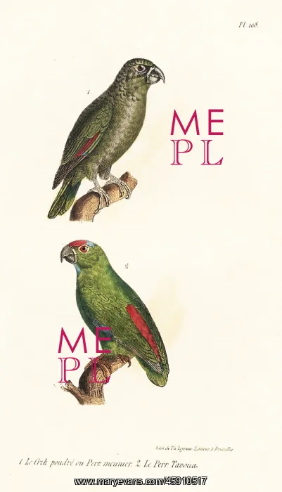 : Mealy amazon and festive amazon : Mealy amazon and festive amazon