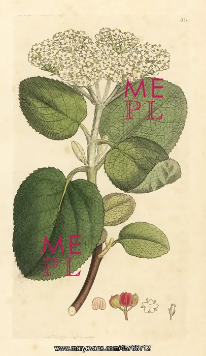 : Mealy guelder rose or wayfaring tree, Viburnum lantana : Mealy guelder rose or wayfaring tree, Viburnum lantana