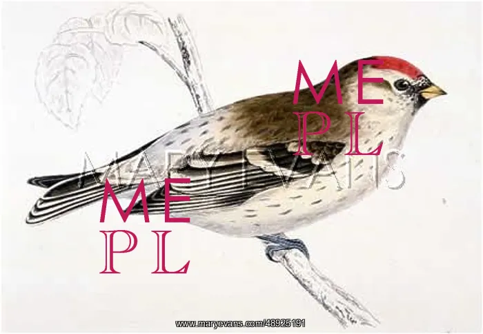  : MEALY REDPOLE (MORRIS)