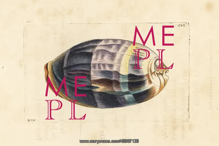 : Measled cowrie, Macrocypraea zebra : Measled cowrie, Macrocypraea zebra