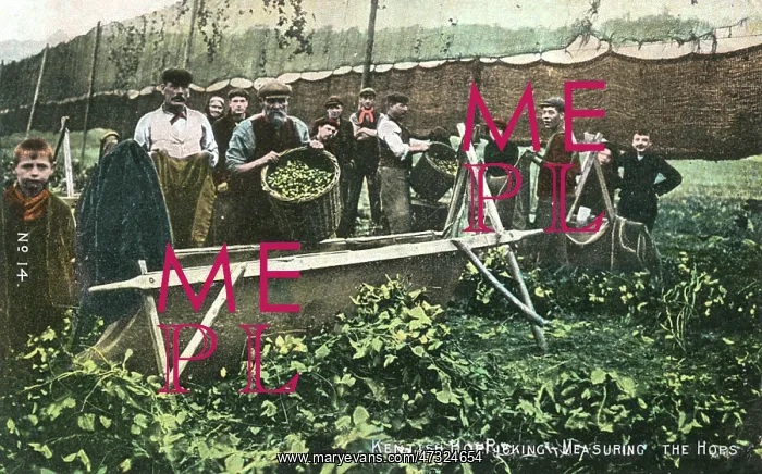  : MEASURING HOP YIELD