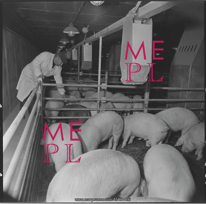 : Meat processing plant in Tesnovice, caretaker : Meat processing plant in Tesnovice, caretaker